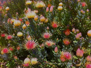 Leucospermum cordifolium 'Spider' - blossom